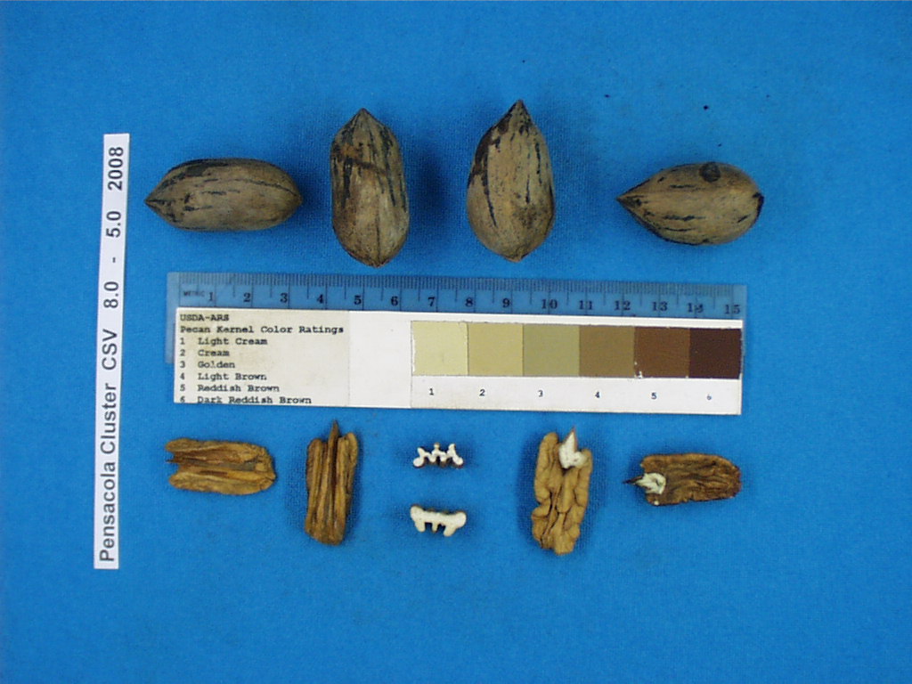 Click for 2 image(s) for this accession. Image